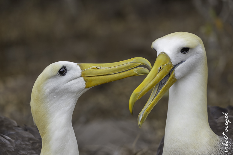 galapagos
